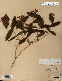 Lonicera dioica image