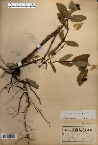 Lonicera dioica image