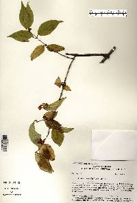 Lonicera maackii image