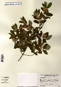 Lonicera morrowii image