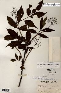 Sambucus racemosa image