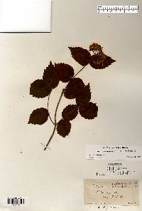 Viburnum rafinesqueanum image