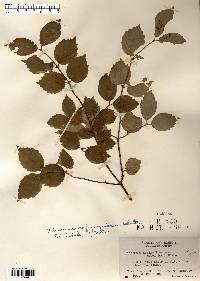 Viburnum rafinesqueanum image