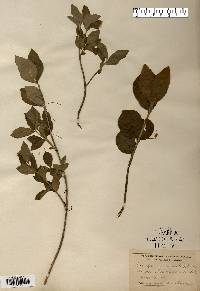 Euonymus obovata image