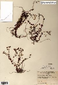 Hypericum boreale image
