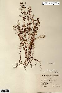 Hypericum boreale image