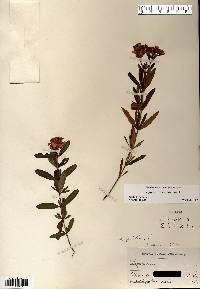 Hypericum kalmianum image