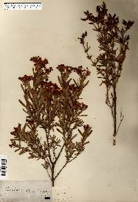 Hypericum kalmianum image