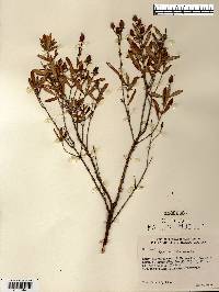 Hypericum kalmianum image