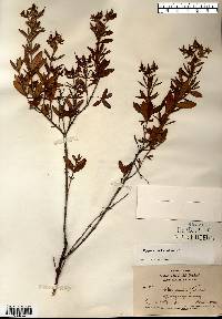 Hypericum kalmianum image