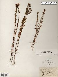 Hypericum majus image