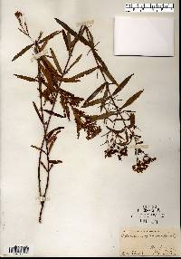 Hypericum sphaerocarpum image