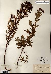 Hypericum sphaerocarpum image