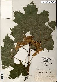Acer platanoides image