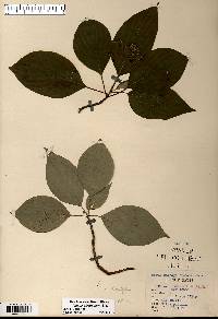 Cornus alternifolia image