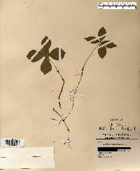 Cornus canadensis image