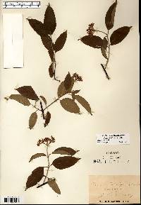 Cornus obliqua image