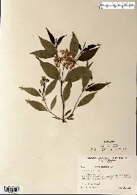 Cornus racemosa image