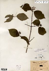 Cornus rugosa image