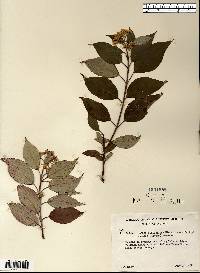 Cornus sericea subsp. sericea image