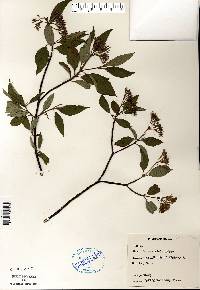 Cornus sericea subsp. sericea image