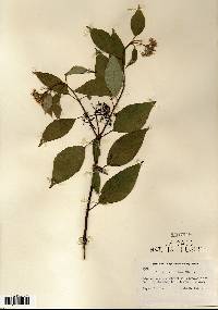 Cornus sericea subsp. sericea image