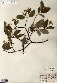 Cornus sericea subsp. sericea image