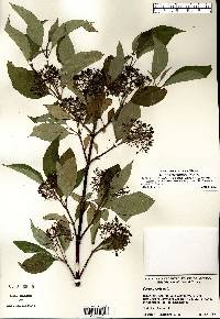 Cornus sericea subsp. sericea image