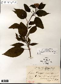 Cornus sericea subsp. sericea image