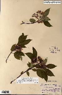 Cornus sericea subsp. sericea image