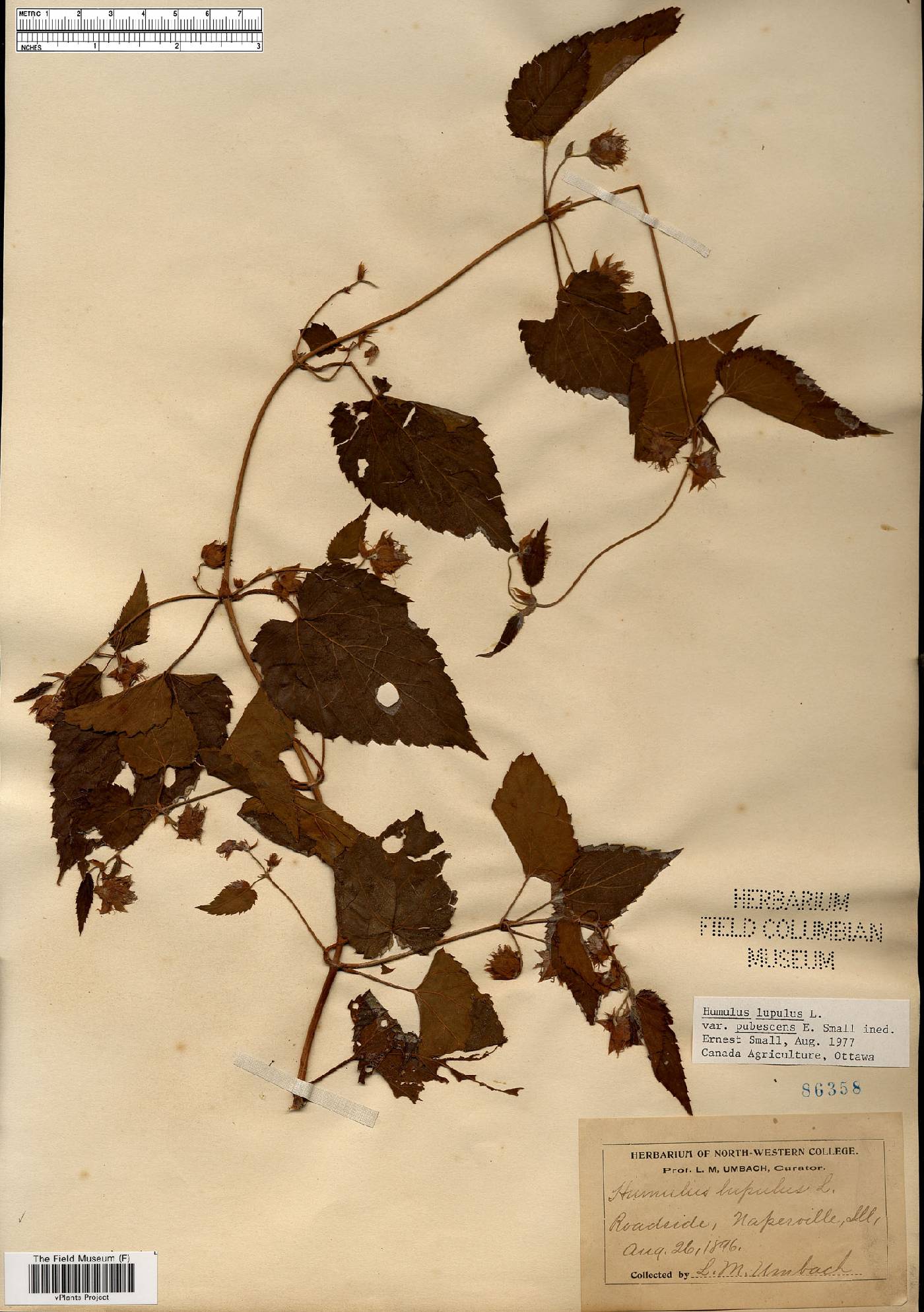 Humulus lupulus var. pubescens image