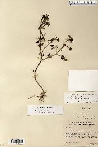 Portulaca oleracea image