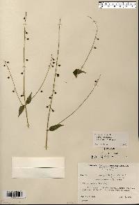 Circaea canadensis image