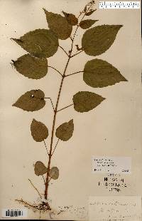 Circaea canadensis image