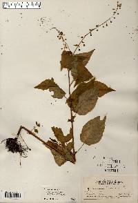 Circaea canadensis image