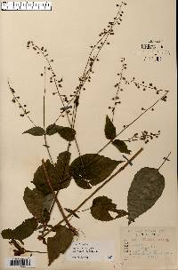 Circaea canadensis image