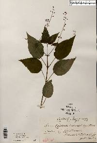 Circaea canadensis image