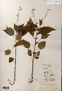 Circaea canadensis image