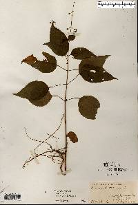 Circaea canadensis image