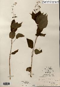 Circaea canadensis image