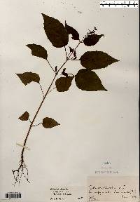 Circaea canadensis image