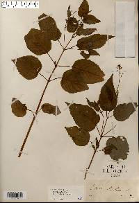 Circaea canadensis image