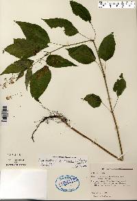 Circaea canadensis image