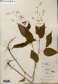 Circaea canadensis image