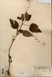 Circaea canadensis image