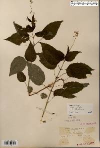 Circaea canadensis image