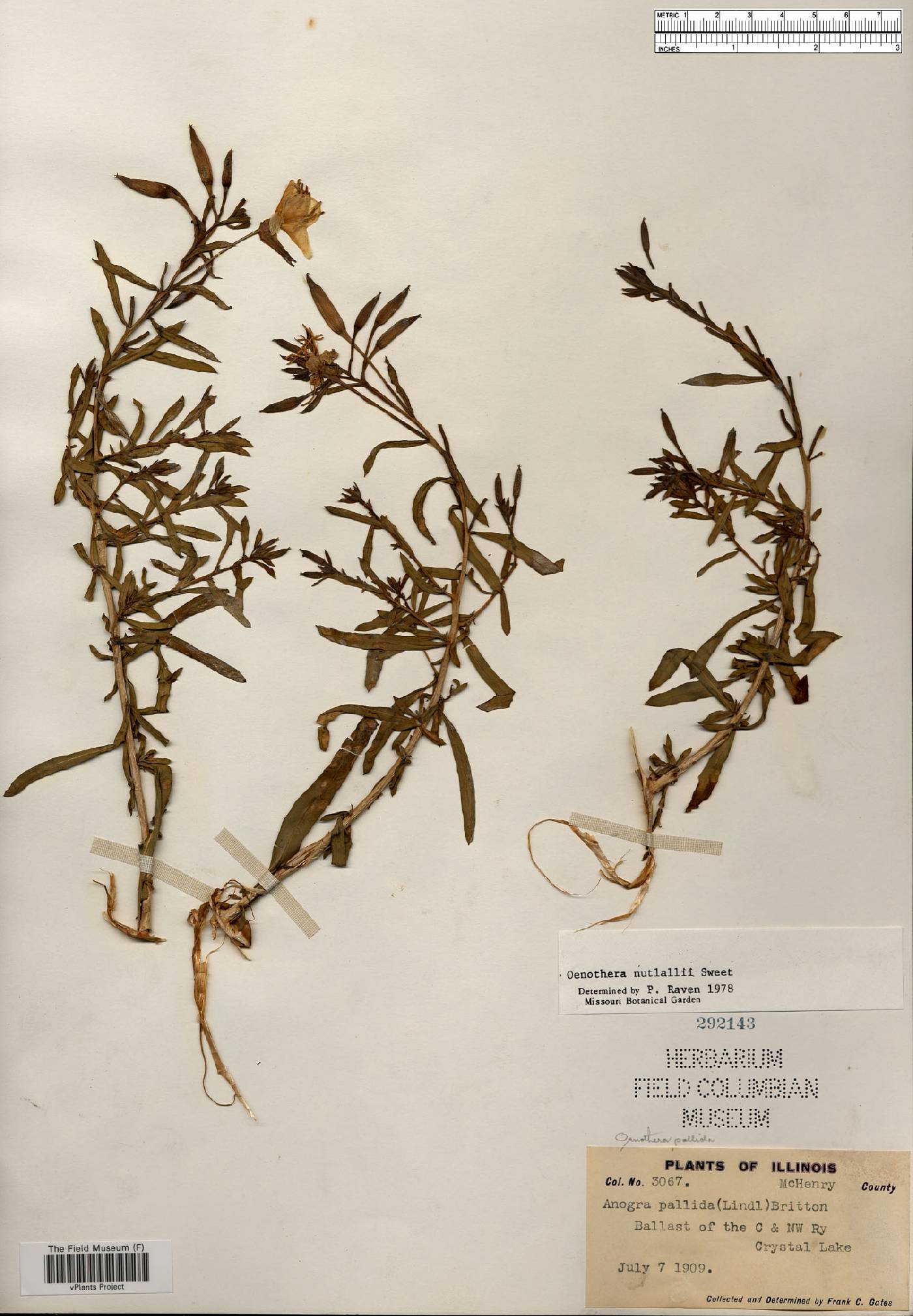 Oenothera nuttallii image