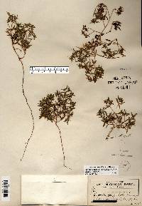 Euphorbia polygonifolia image