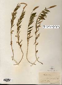 Polygala senega image