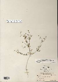 Polygala verticillata var. isocycla image